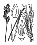 Nom original: Carex leporina (n°3831)