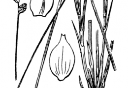 Nom original: Carex heleonastes (n°3833)