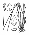 Nom original: Carex heleonastes (n°3833)