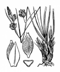 Nom original: Carex halleriana (n°3836)