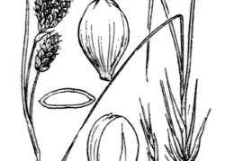 Nom original: Carex bicolor (n°3844)
