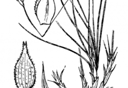 Nom original: Carex mucronata (n°3845)