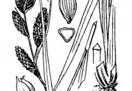 Nom original: Carex riparia (n°3856)
