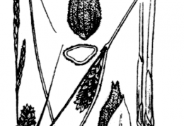 Nom original: Carex filiformis (n°3859)