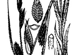 Nom original: Carex hirta (n°3860)