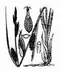 Nom original: Carex hirta (n°3860)