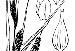 Nom original: Carex vesicaria (n°3862)