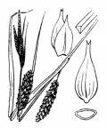 Nom original: Carex vesicaria (n°3862)