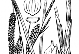 Nom original: Carex rostrata (n°3863)