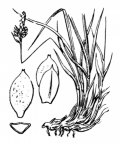 Nom original: Carex montana (n°3864)