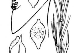 Nom original: Carex pilulifera (n°3865)