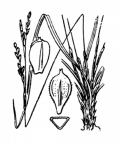 Nom original: Carex digitata (n°3870)