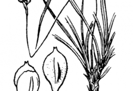 Nom original: Carex ornithopoda (n°3871)