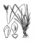 Nom original: Carex ornithopoda (n°3871)