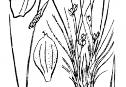 Nom original: Carex humilis (n°3873)