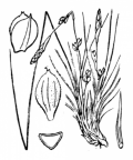Nom original: Carex humilis (n°3873)