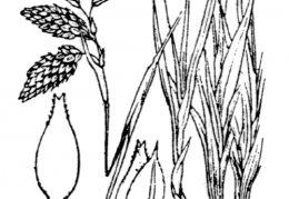 Nom original: Carex ustulata (n°3881)