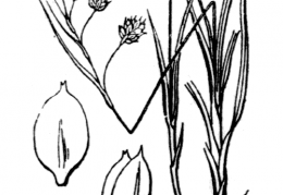 Nom original: Carex irrigua (n°3882)