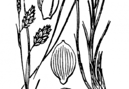 Nom original: Carex limosa (n°3883)