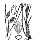 Nom original: Carex limosa (n°3883)