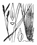 Nom original: Carex tenuis (n°3884)