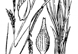 Nom original: Carex refracta (n°3885)