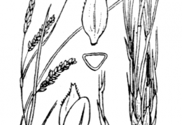 Nom original: Carex ferruginea (n°3886)