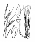 Nom original: Carex ferruginea (n°3886)