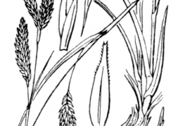 Nom original: Carex frigida (n°3887)