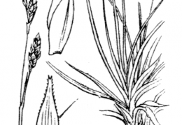 Nom original: Carex sempervirens (n°3888)