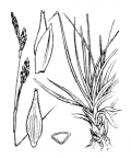 Nom original: Carex sempervirens (n°3888)