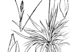Nom original: Carex firma (n°3889)