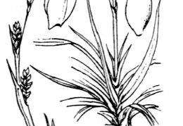 Nom original: Carex vaginata (n°3890)