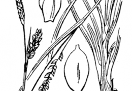 Nom original: Carex panicea (n°3891)