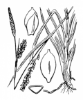 Nom original: Carex panicea (n°3891)