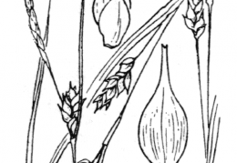 Nom original: Carex depauperata (n°3893)