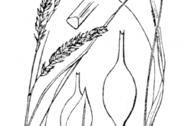 Nom original: Carex sylvatica (n°3896)