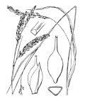 Nom original: Carex sylvatica (n°3896)