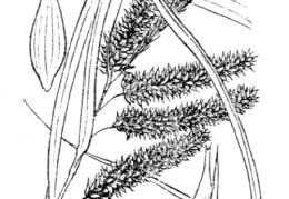 Nom original: Carex pseudocyperus (n°3897)