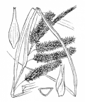 Nom original: Carex pseudocyperus (n°3897)