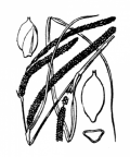Nom original: Carex pendula (n°3898)