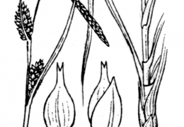Nom original: Carex hornschuchiana (n°3903)