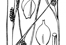 Nom original: Carex punctata (n°3904)