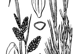 Nom original: Carex pallescens (n°3905)