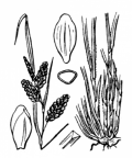 Nom original: Carex pallescens (n°3905)