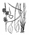 Nom original: Carex flava (n°3908)