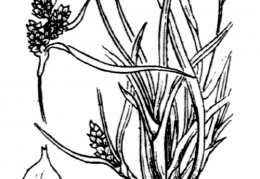 Nom original: Carex oederi (n°3909)