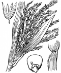 Nom original: Zea mays (n°3910)