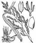 Nom original: Leersia oryzoides (n°3913)