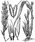 Nom original: Anthoxanthum odoratum (n°3917)
